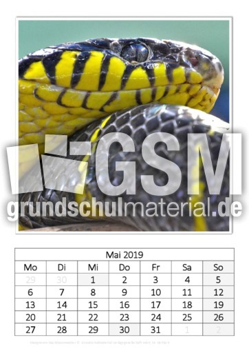 Mai_Mangroven-Nachtbaumnatter.pdf